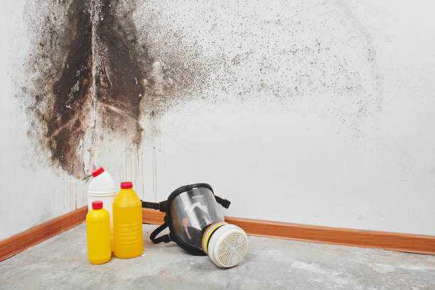 Best Mold Removal Company Near Me  in Waltham, MA