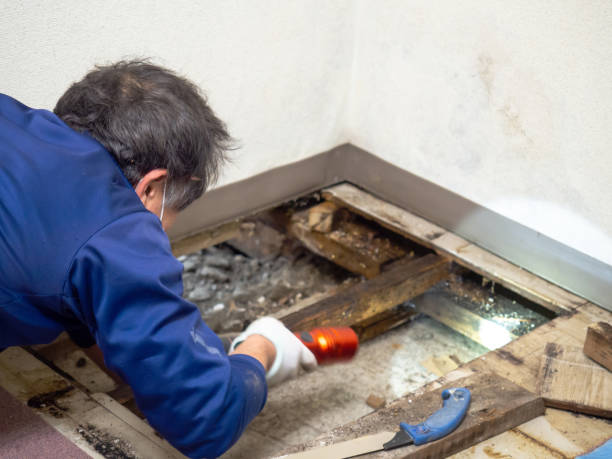  Waltham, MA Mold Removal Pros