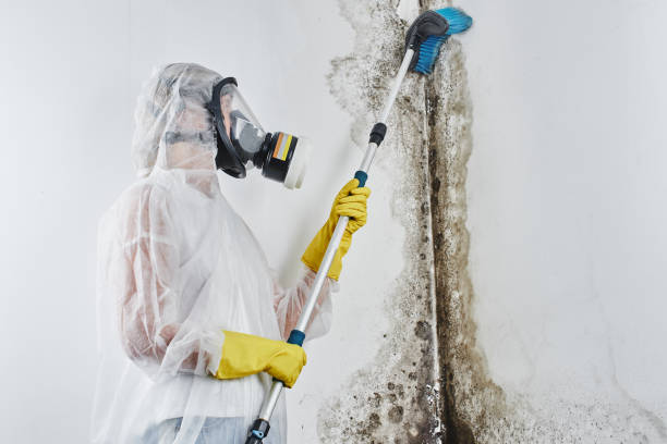 Best Certified Mold Removal  in Waltham, MA