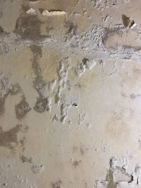 Best Fast Mold Removal  in Waltham, MA