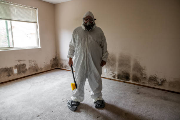 Best Black Mold Removal  in Waltham, MA