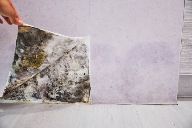 Office Mold Removal Services in Waltham, MA